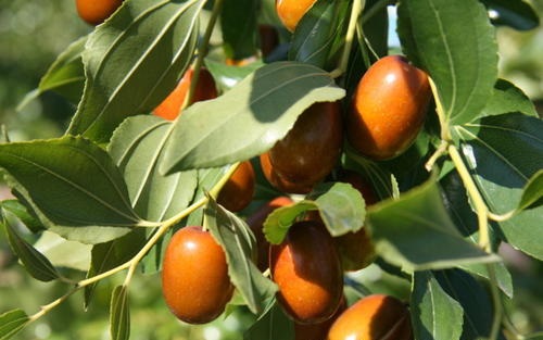 土壤養(yǎng)分速測(cè)儀